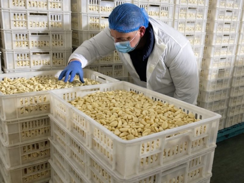 Quality Inspection of Chinese garlic in a processing facility